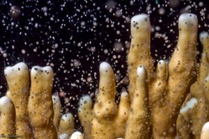 Mass medusae release of fire corals