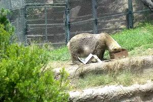 CAPTIVITY