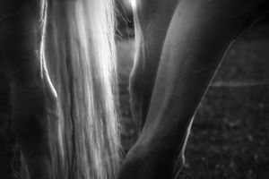Details of Horse Tail and Legs