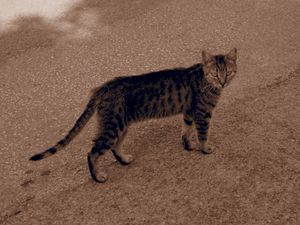 Athens Cats_10