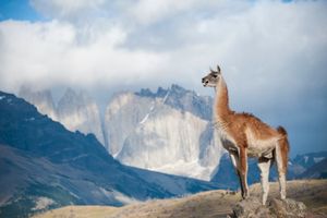 Guanaco