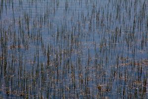 Grasses; Maude Lake