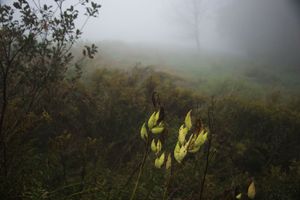 Muted Beauty© Edith Gould