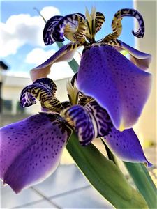Iris dressed up for spring