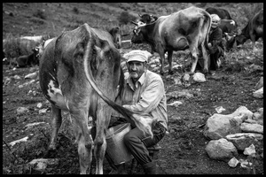 Twice a day Hovik and Armine milk the cows by hand.