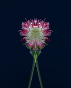Anemone1