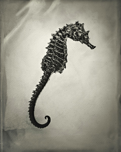 Hippocampus