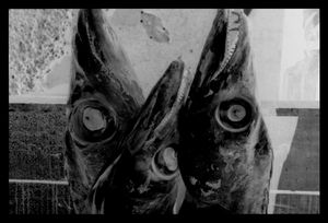 Black fish
