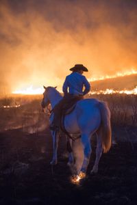 Horse on Fire