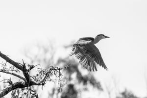 Fauna de Buenos Aires