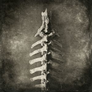 backbone© Gary