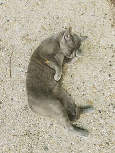 Stray Cats_5