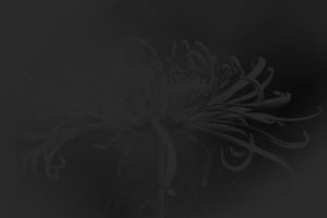 Untitled(Chrysanthemum)