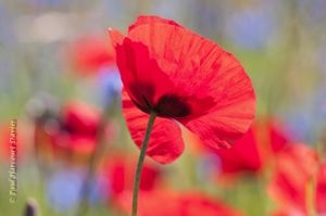 a haze of poppies and cornflowers