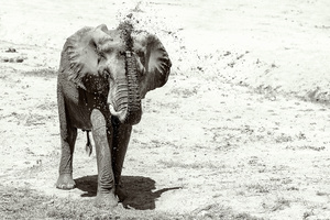 taking a bath on a hot day! Southern Luangwa National park Zambia