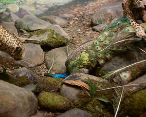 Peafowl
