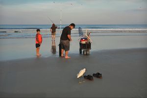 Egret inspecting Shoes