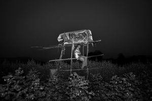 Human & Tiger Conflict