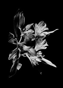 Alstromeria