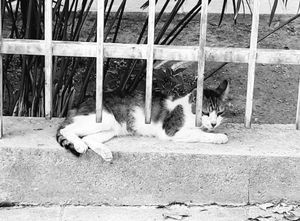 Athens Cats_7