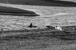 Orcas