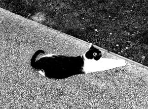 Stray Cats_24