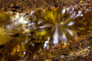 Star Burst, Adlai's woods, 2008