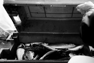 Catch of the day, Ponta Delgada, Azores, Portugal, 2005