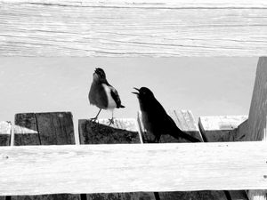 Kure Beach 16