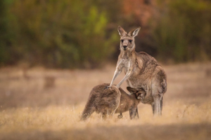 KANGAROO WITH HER JOEY