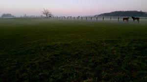Horses in the mist.