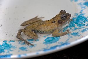Frog in a saucer!