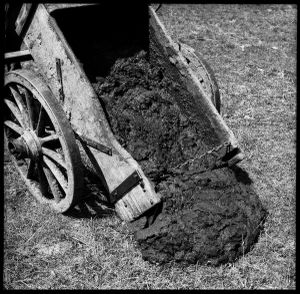 Manure