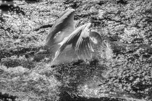 Not Swanly Always