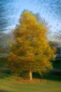 Liriodendron chinense (Tulip Tree)