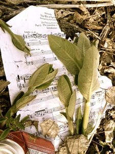 Rite of Spring