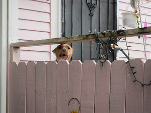 USA. New Orleans. 2015. Dog barking .