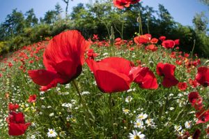 a riot of poppies