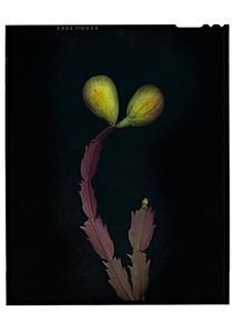 © Jeff Moorfoot