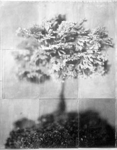 Bonsai (Atomic)