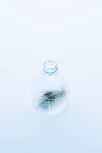 Remains #2, Birds 2015