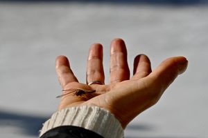 and a Dragonfly.