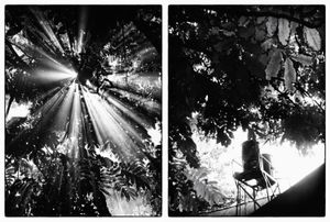 Light and Water - In our backyard, in the 'crown of sunshine' which breaks through the leaves of trees, boisterous sound from water gurgling fish pond, is a valuable energy to cure my father. Making plants there remain fresh and thrives inhaled the fresh morning air.© Indra Widi