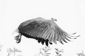 Fish Eagle, Queen Elizabeth N. P.