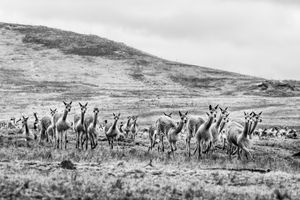Vicuñas running