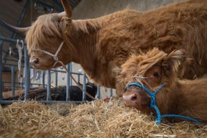 Highland cattle