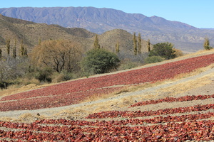 Los Pimientos Rojos	Cachi Valley, Argentina