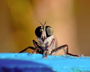 Killergarten (Baby assasin fly stalking prey on kindergarten's bench)