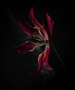 SmokeyFlowers