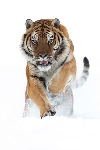 Siberian